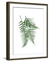 Green Ferns Mate-Jace Grey-Framed Art Print