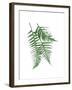 Green Ferns Mate-Jace Grey-Framed Art Print