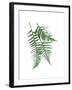 Green Ferns Mate-Jace Grey-Framed Art Print