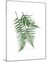 Green Ferns Mate-Jace Grey-Mounted Art Print