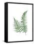 Green Ferns-Jace Grey-Framed Stretched Canvas