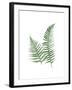 Green Ferns-Jace Grey-Framed Art Print