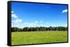 Green Field and Trees at Sunny Day-Liang Zhang-Framed Stretched Canvas