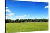 Green Field and Trees at Sunny Day-Liang Zhang-Stretched Canvas