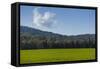 Green Fields of Galilee in Spring.-Richard T. Nowitz-Framed Stretched Canvas