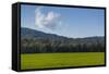 Green Fields of Galilee in Spring.-Richard T. Nowitz-Framed Stretched Canvas