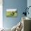 Green Fields of Home-Kevin Dodds-Giclee Print displayed on a wall