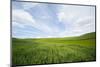 Green Fields of Spring Wheat-Terry Eggers-Mounted Photographic Print