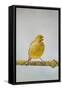 Green Fife Canary Front View Singing, Captive Bred-null-Framed Stretched Canvas