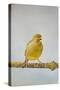 Green Fife Canary Front View Singing, Captive Bred-null-Stretched Canvas
