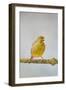 Green Fife Canary Front View Singing, Captive Bred-null-Framed Photographic Print