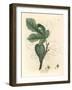 Green Fig, Fruit, Leaves, Leaf Outline, Ficus Carica-James Sowerby-Framed Giclee Print