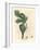 Green Fig, Fruit, Leaves, Leaf Outline, Ficus Carica-James Sowerby-Framed Giclee Print
