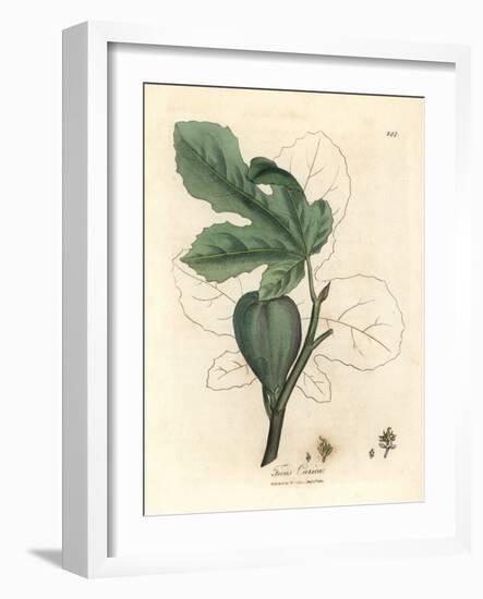 Green Fig, Fruit, Leaves, Leaf Outline, Ficus Carica-James Sowerby-Framed Giclee Print