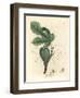 Green Fig, Fruit, Leaves, Leaf Outline, Ficus Carica-James Sowerby-Framed Giclee Print