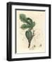 Green Fig, Fruit, Leaves, Leaf Outline, Ficus Carica-James Sowerby-Framed Giclee Print