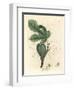 Green Fig, Fruit, Leaves, Leaf Outline, Ficus Carica-James Sowerby-Framed Giclee Print