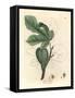 Green Fig, Fruit, Leaves, Leaf Outline, Ficus Carica-James Sowerby-Framed Stretched Canvas
