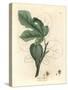 Green Fig, Fruit, Leaves, Leaf Outline, Ficus Carica-James Sowerby-Stretched Canvas