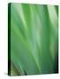 Green flora motion-Savanah Plank-Stretched Canvas