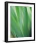 Green flora motion-Savanah Plank-Framed Photo