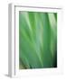 Green flora motion-Savanah Plank-Framed Photo