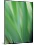 Green flora motion-Savanah Plank-Mounted Photo