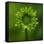 Green Flower on Green-Tom Quartermaine-Framed Stretched Canvas