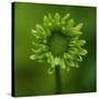 Green Flower on Green-Tom Quartermaine-Stretched Canvas