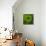 Green Flower on Green-Tom Quartermaine-Giclee Print displayed on a wall