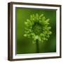 Green Flower on Green-Tom Quartermaine-Framed Giclee Print