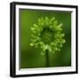 Green Flower on Green-Tom Quartermaine-Framed Giclee Print