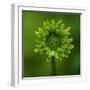 Green Flower on Green-Tom Quartermaine-Framed Giclee Print