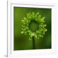 Green Flower on Green-Tom Quartermaine-Framed Giclee Print