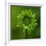 Green Flower on Green-Tom Quartermaine-Framed Giclee Print