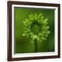 Green Flower on Green-Tom Quartermaine-Framed Giclee Print