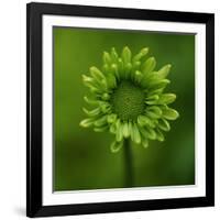 Green Flower on Green-Tom Quartermaine-Framed Giclee Print