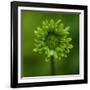 Green Flower on Green-Tom Quartermaine-Framed Giclee Print