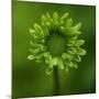 Green Flower on Green-Tom Quartermaine-Mounted Giclee Print