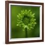 Green Flower on Green-Tom Quartermaine-Framed Giclee Print