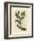 Green Flowered Fetid Hellebore or Bear's Foot, Helleborus Foetidus-James Sowerby-Framed Giclee Print