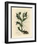 Green Flowered Fetid Hellebore or Bear's Foot, Helleborus Foetidus-James Sowerby-Framed Giclee Print