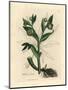 Green Flowered Fetid Hellebore or Bear's Foot, Helleborus Foetidus-James Sowerby-Mounted Giclee Print