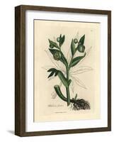 Green Flowered Fetid Hellebore or Bear's Foot, Helleborus Foetidus-James Sowerby-Framed Giclee Print