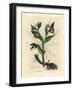 Green Flowered Fetid Hellebore or Bear's Foot, Helleborus Foetidus-James Sowerby-Framed Giclee Print