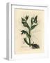 Green Flowered Fetid Hellebore or Bear's Foot, Helleborus Foetidus-James Sowerby-Framed Giclee Print