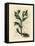 Green Flowered Fetid Hellebore or Bear's Foot, Helleborus Foetidus-James Sowerby-Framed Stretched Canvas