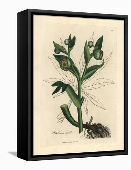 Green Flowered Fetid Hellebore or Bear's Foot, Helleborus Foetidus-James Sowerby-Framed Stretched Canvas