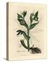 Green Flowered Fetid Hellebore or Bear's Foot, Helleborus Foetidus-James Sowerby-Stretched Canvas