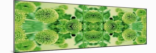 Green Flowers Kalidascope Effect-Tom Quartermaine-Mounted Giclee Print